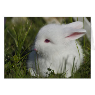 Häschen-SchnüffelnBlume