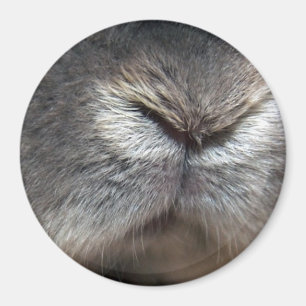 Häschennase Magnet