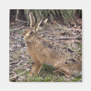 Hase heute, weg morgen Magnet