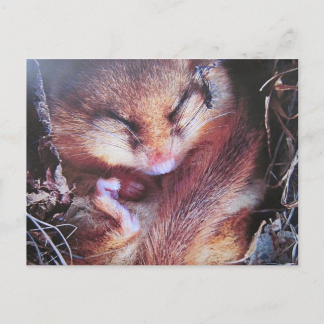 Haselmaus - Postkarte (Vorderseite)