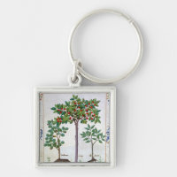 Haselnuss Bush und Kirschbaum