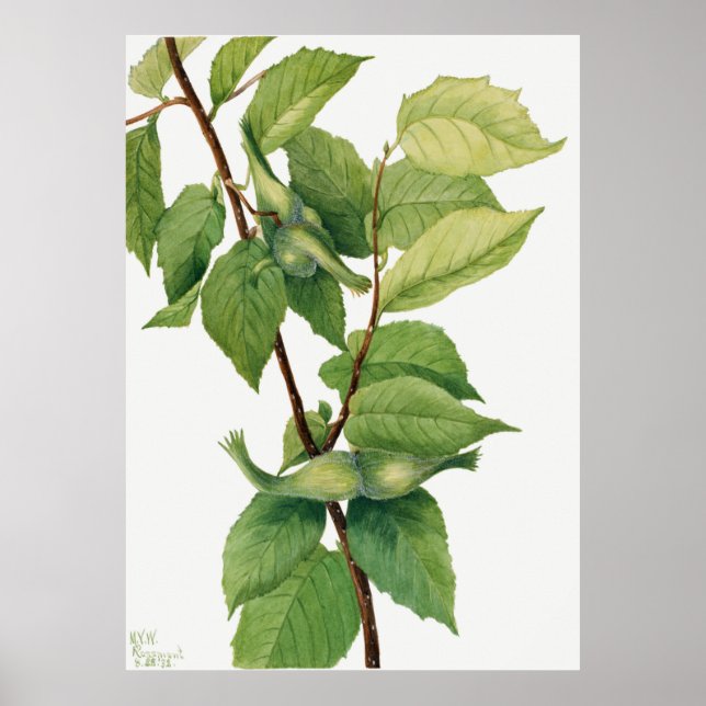 Haselnuss (Corylus rostrata) (1932) von Mary Poster (Vorne)
