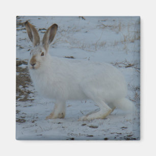 Hasen des Snowshoe-R23 Magnet