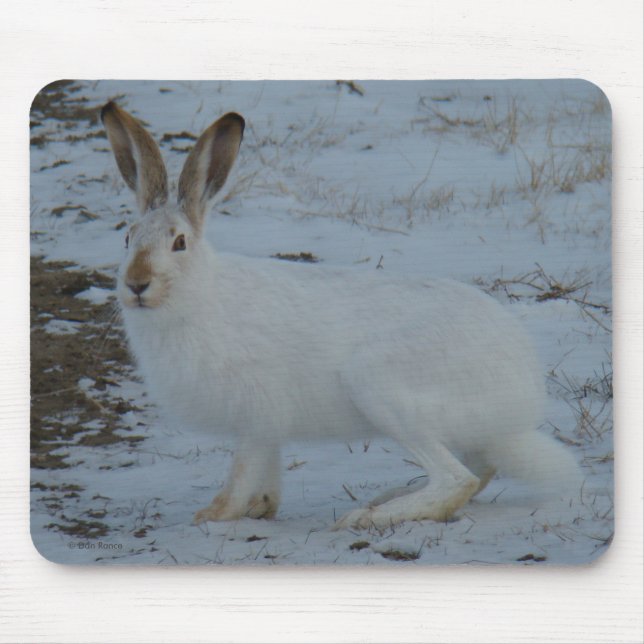 Hasen des Snowshoe-R23 Mousepad (Vorne)
