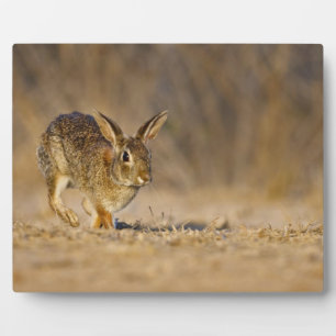 Hasen Fotoplatte