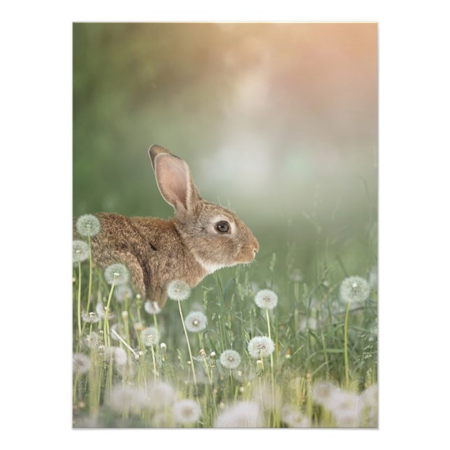 Hasen im Raum der Löwenfeldchen Fotodruck (Vorne)