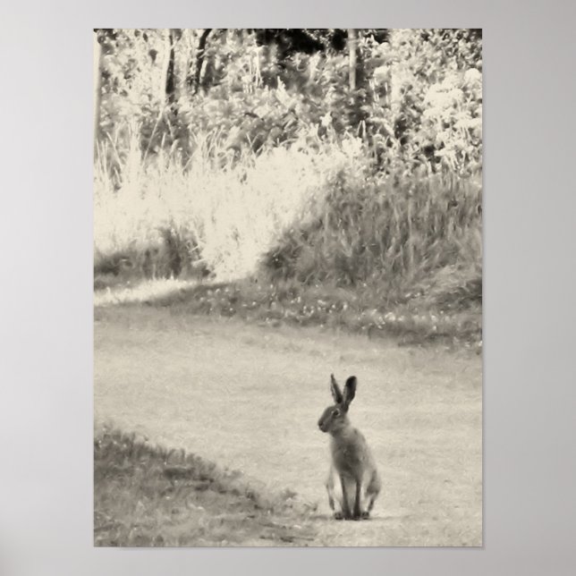 Hasen Poster (Vorne)