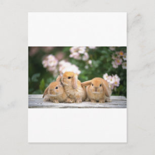 Hasen Postkarte