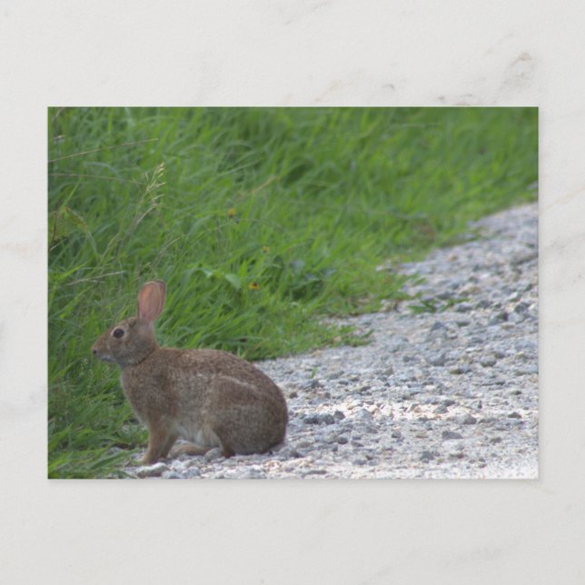 Hasen-Postkarte Postkarte (Vorderseite)