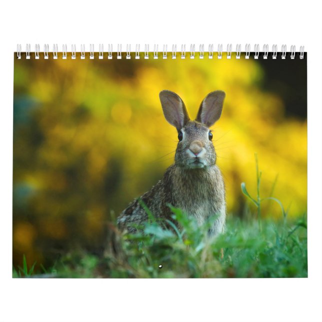 Hasenkalender, Calendar Rabbit Hares Kalender (Titelbild)