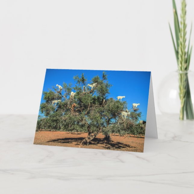 Hasenziegen in Bäumen Karte (Vorderseite)