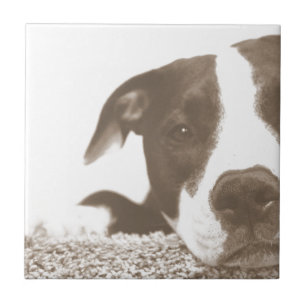 hasse die Tat, nicht die Rasse freundlicher Pitbul Fliese