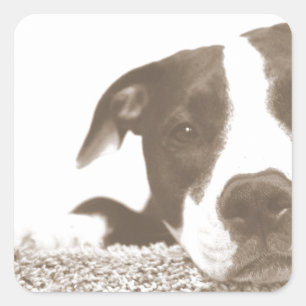 hasse die Tat, nicht die Rasse freundlicher Pitbul Quadratischer Aufkleber