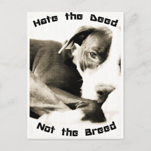 hasse die Tat, nicht die Rasse Pitbull Postkarte