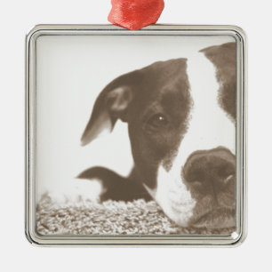 hassen die Tat nicht die Rasse freundlichen Pitbul Ornament Aus Metall