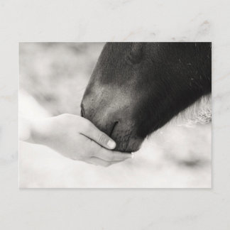 Häst Horse Postkarte