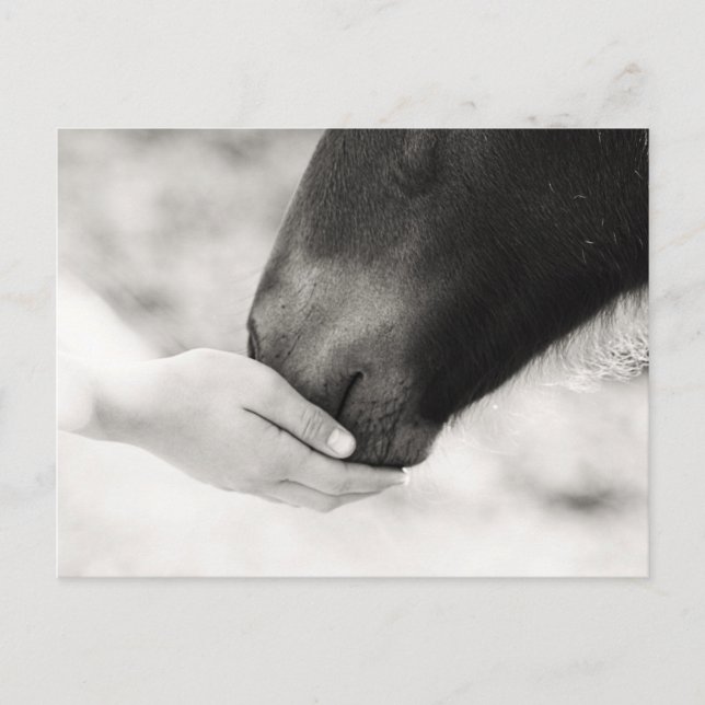 Häst Horse Postkarte (Vorderseite)