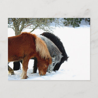 Hästar Postkarte