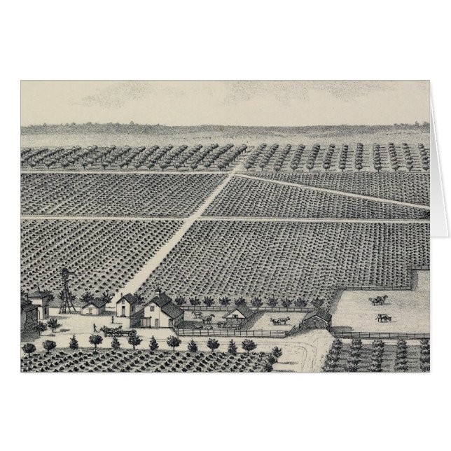 Hastie Vineyard, Kalifornien (Vorderseite (Horizontal))
