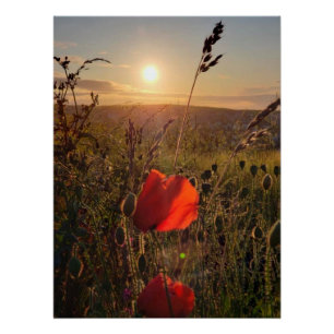 Hastiger Sonnenuntergang über roten Pflücken im Fe Poster