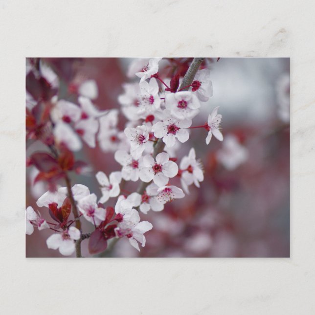 Hat jemand etwas Buch bestellt? Postkarte (Vorderseite)