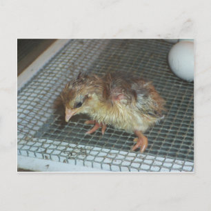Hatchling Chick Postkarte