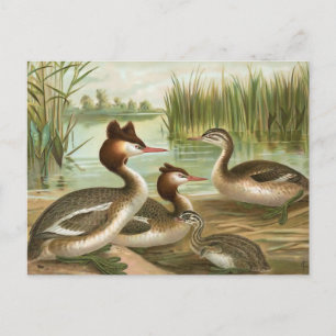 Haubentaucher Postkarte