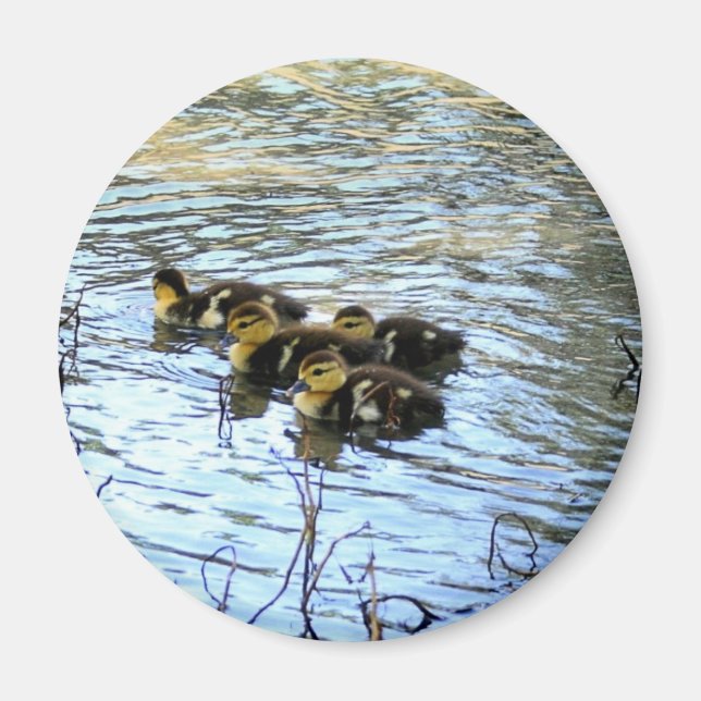 Haufen Baby Ducks Magnet (Vorne)
