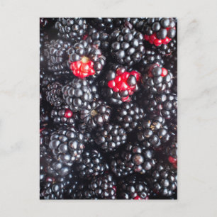 Haufen Brombeeren Postkarte