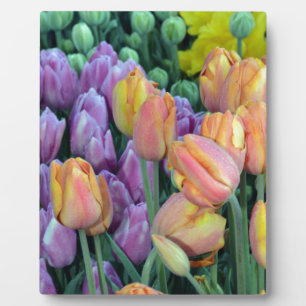 Haufen farbiger Tulpen Fotoplatte