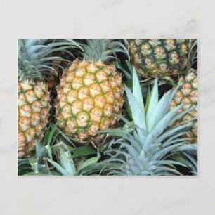 Haufen tropisch-hawaiianischer Ananas Postkarte