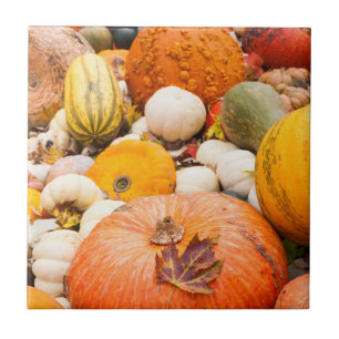 Haufen von Kürbissen und Squash Fliese