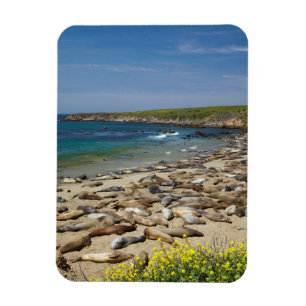 Haufen von See-Elefanten Magnet