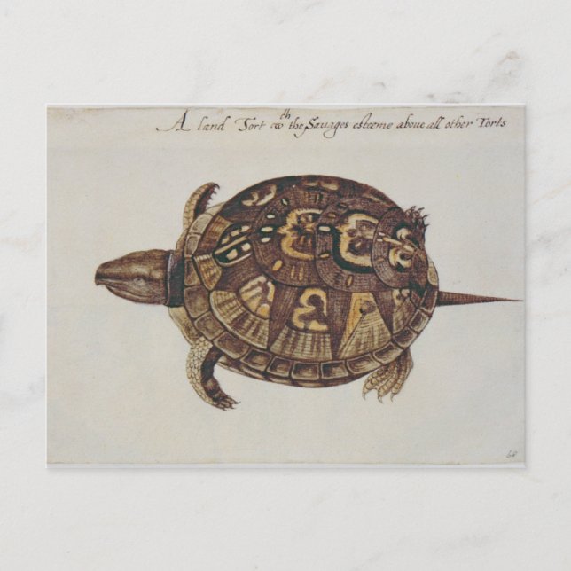 Häufig Box Tortoise Postkarte (Vorderseite)