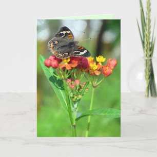 Häufig Buckeye Butterfly Garden Muttertagskarte Karte