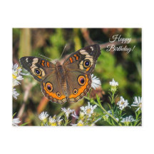 Häufig Buckeye Butterfly Geburtstagskarte