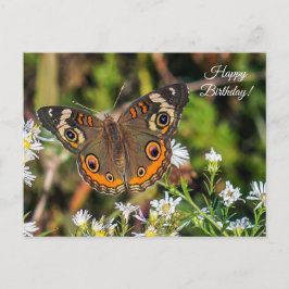 Häufig Buckeye Butterfly Geburtstagskarte Postkarte