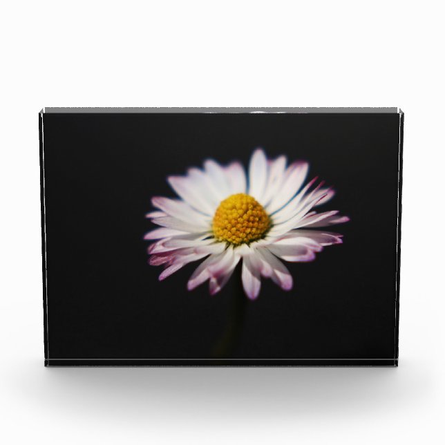 Häufig Daisy pbcna Fotoblock (Vorderseite)