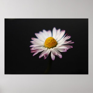 Häufig Daisy wapcna Poster