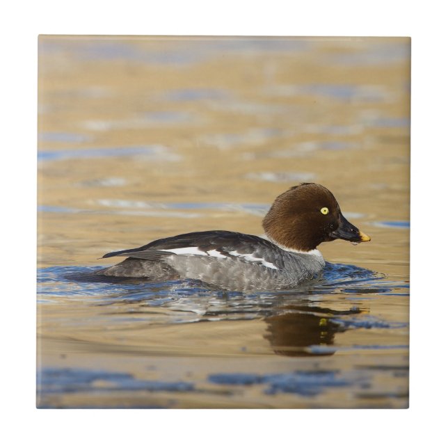 Häufig Goldeneye Fliese (Vorderseite)