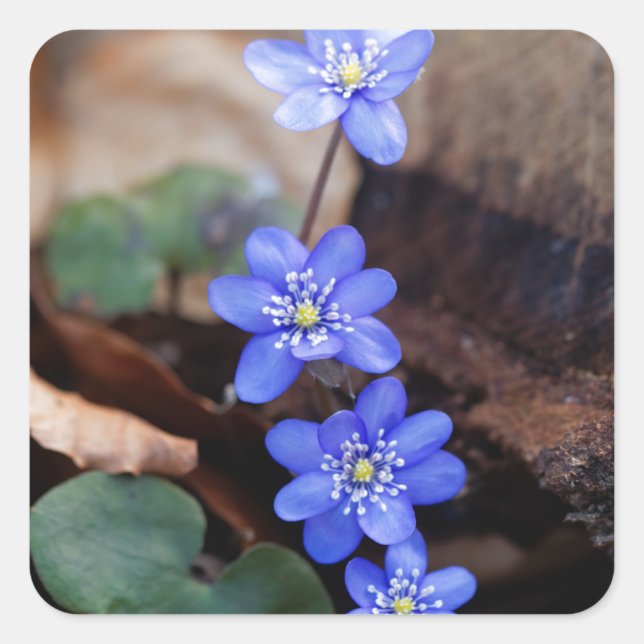 Häufig Hepatica (Hepatica nobilis) Quadratischer Aufkleber (Vorderseite)