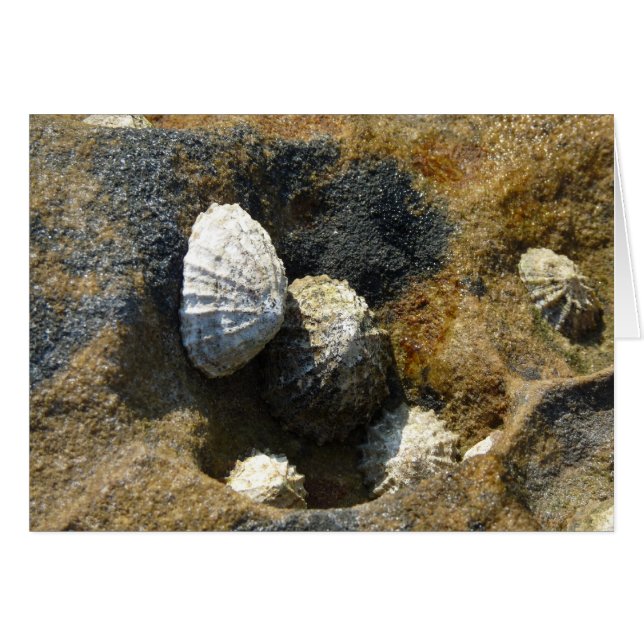 "Häufig Limpets" (3) (Vorderseite (Horizontal))