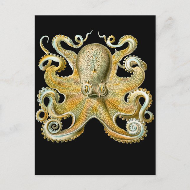 Häufig Oktopus Postkarte (Vorderseite)