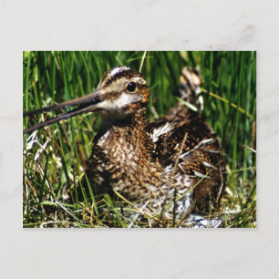 Häufig Postkarte
