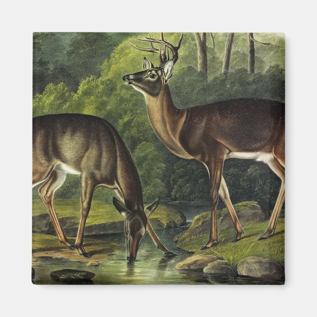 Häufig (Weißschwanz) Hirsche - Audubon-Quadrupeds Magnet (Vorne)
