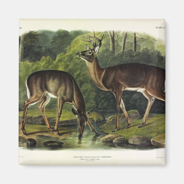 Häufig (Weißschwanz) Hirsche - Audubon-Quadrupeds Magnet (Vorne)