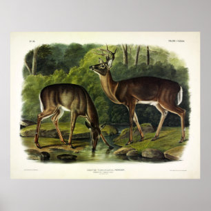 Häufig (Weißschwanz) Hirsche - Audubon-Quadrupeds Poster