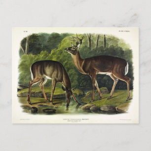 Häufig (Weißschwanz) Hirsche - Audubon-Quadrupeds Postkarte
