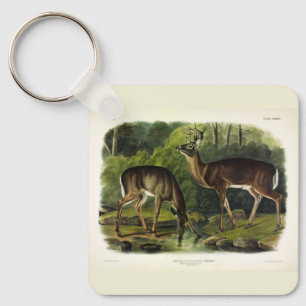 Häufig (Weißschwanz) Hirsche - Audubon-Quadrupeds Schlüsselanhänger