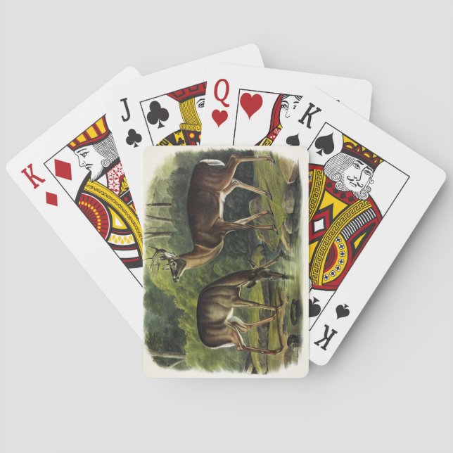 Häufig (Weißschwanz) Hirsche - Audubon-Quadrupeds Spielkarten (Rückseite)